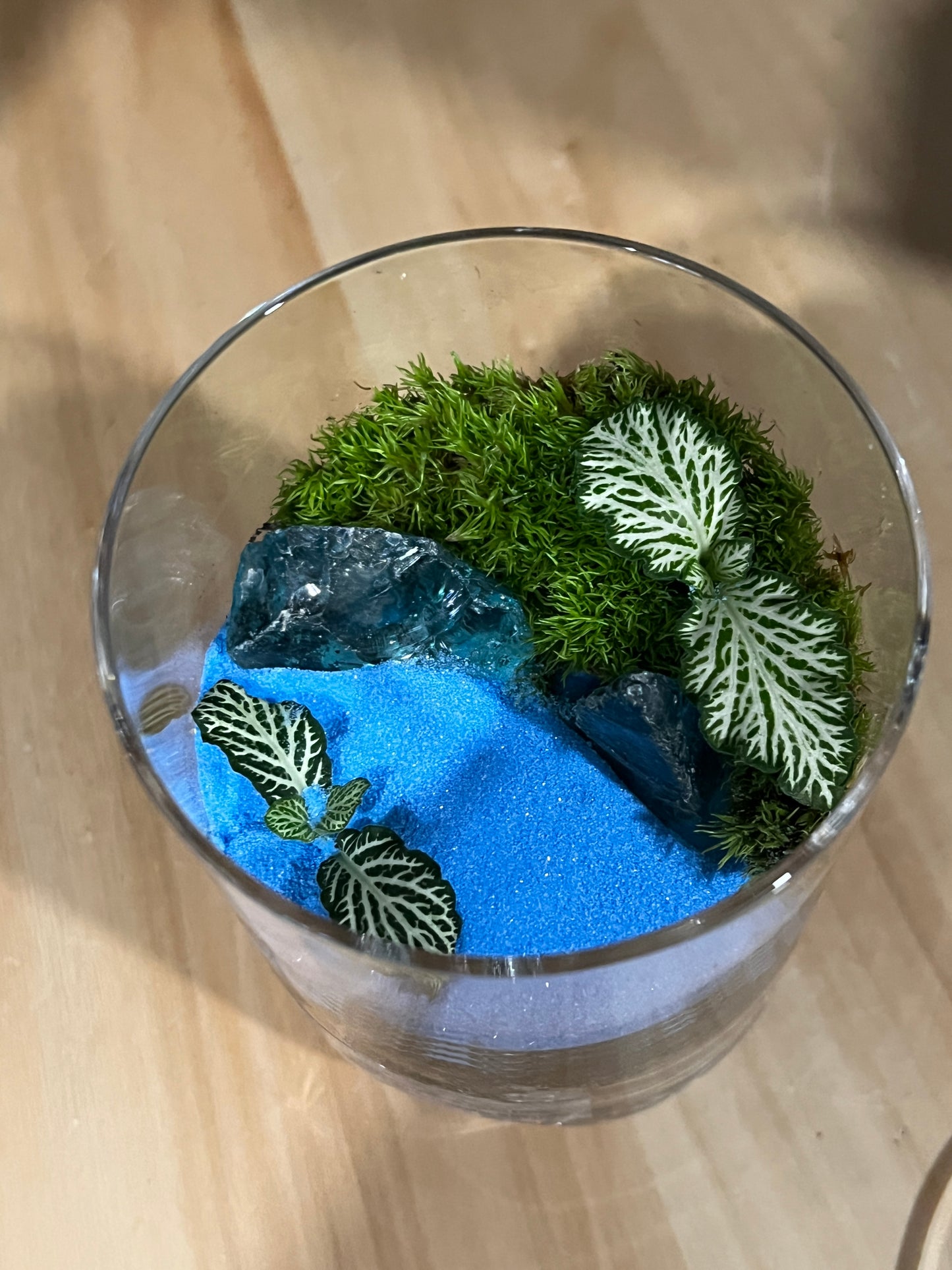 Terrarium 913