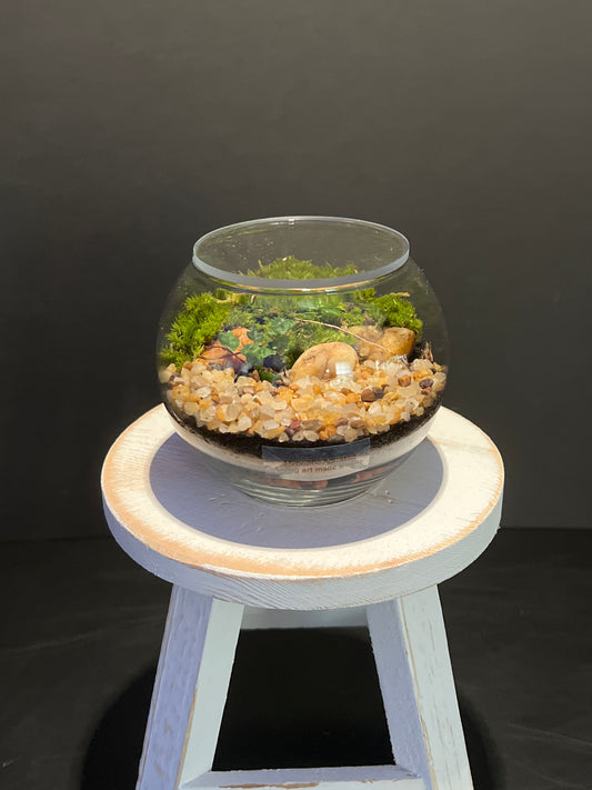 Terrarium 341