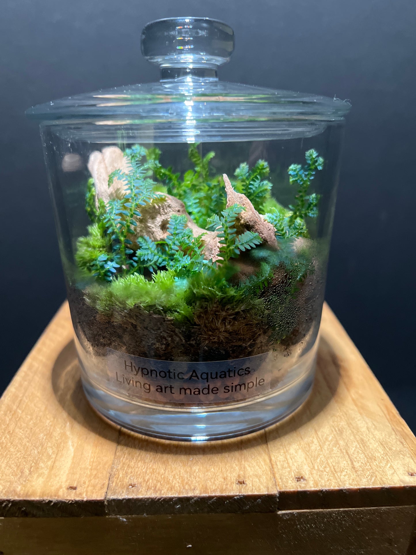 Terrarium #56