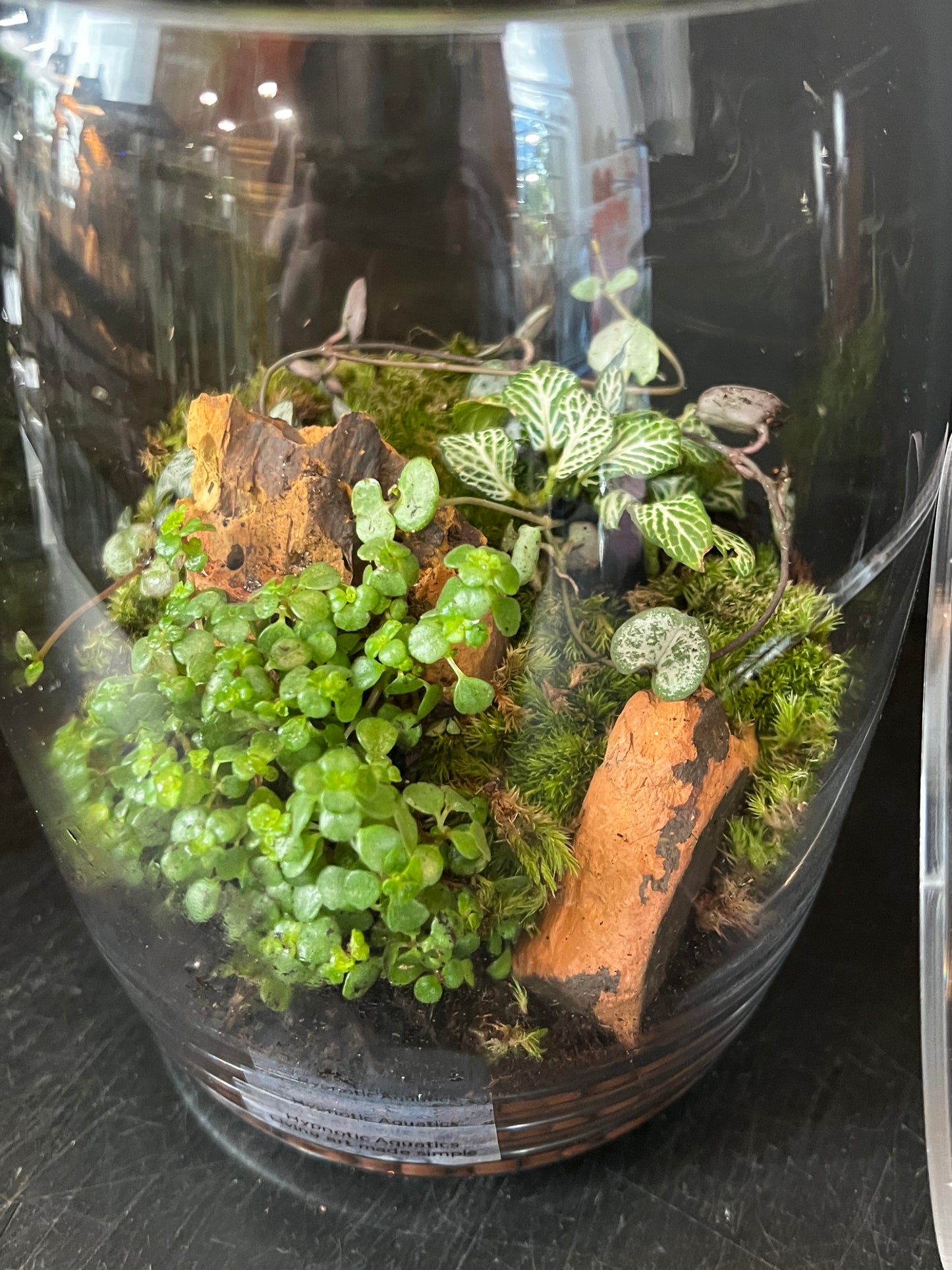 Terrarium 877