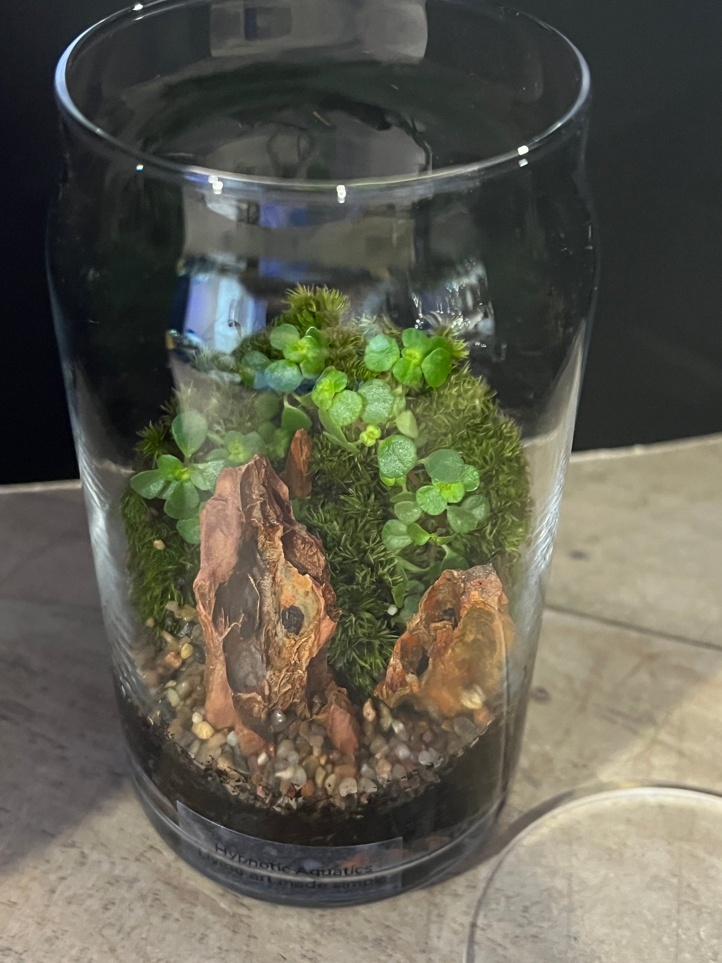 Terrarium 889