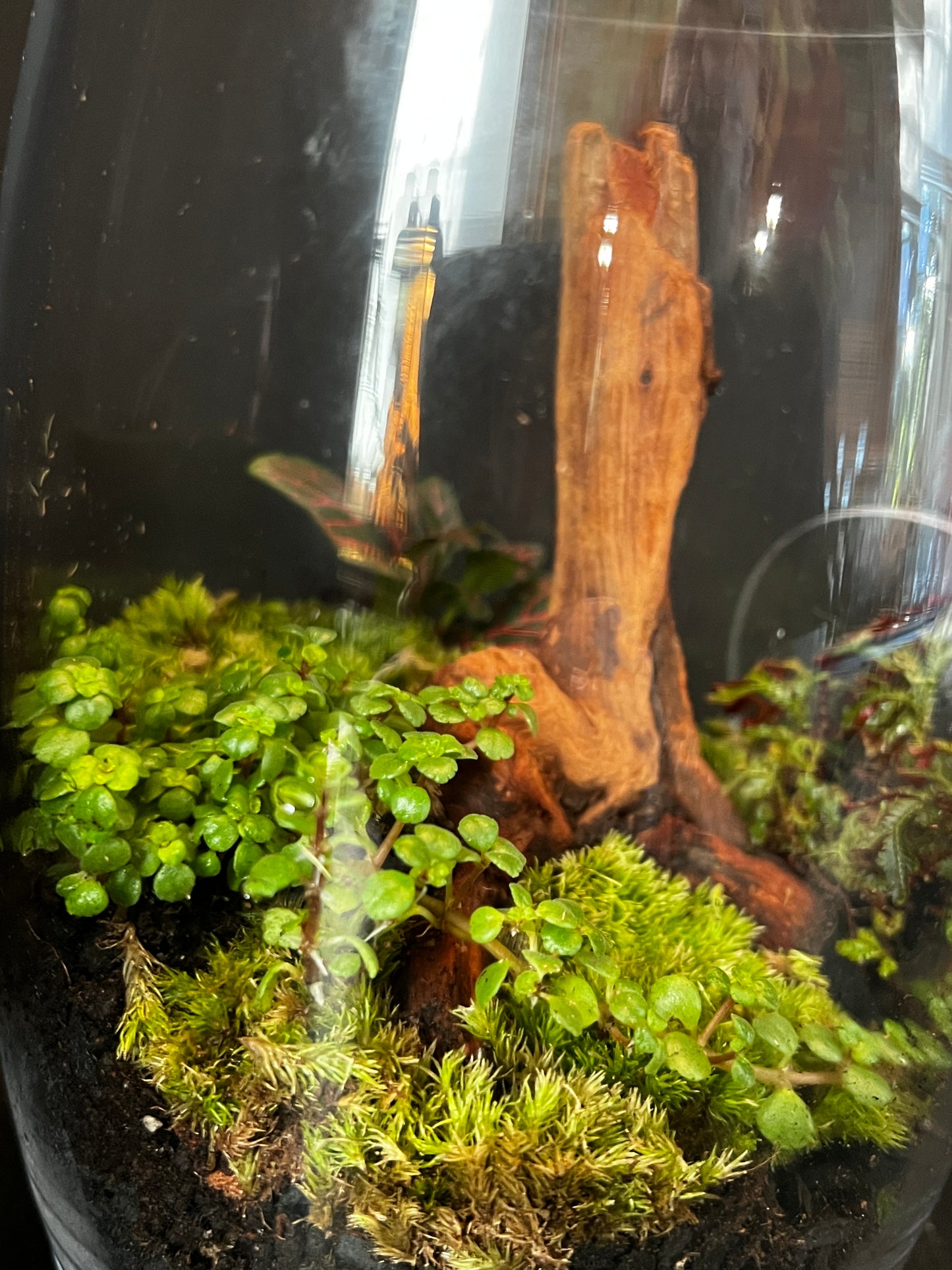 Terrarium 878