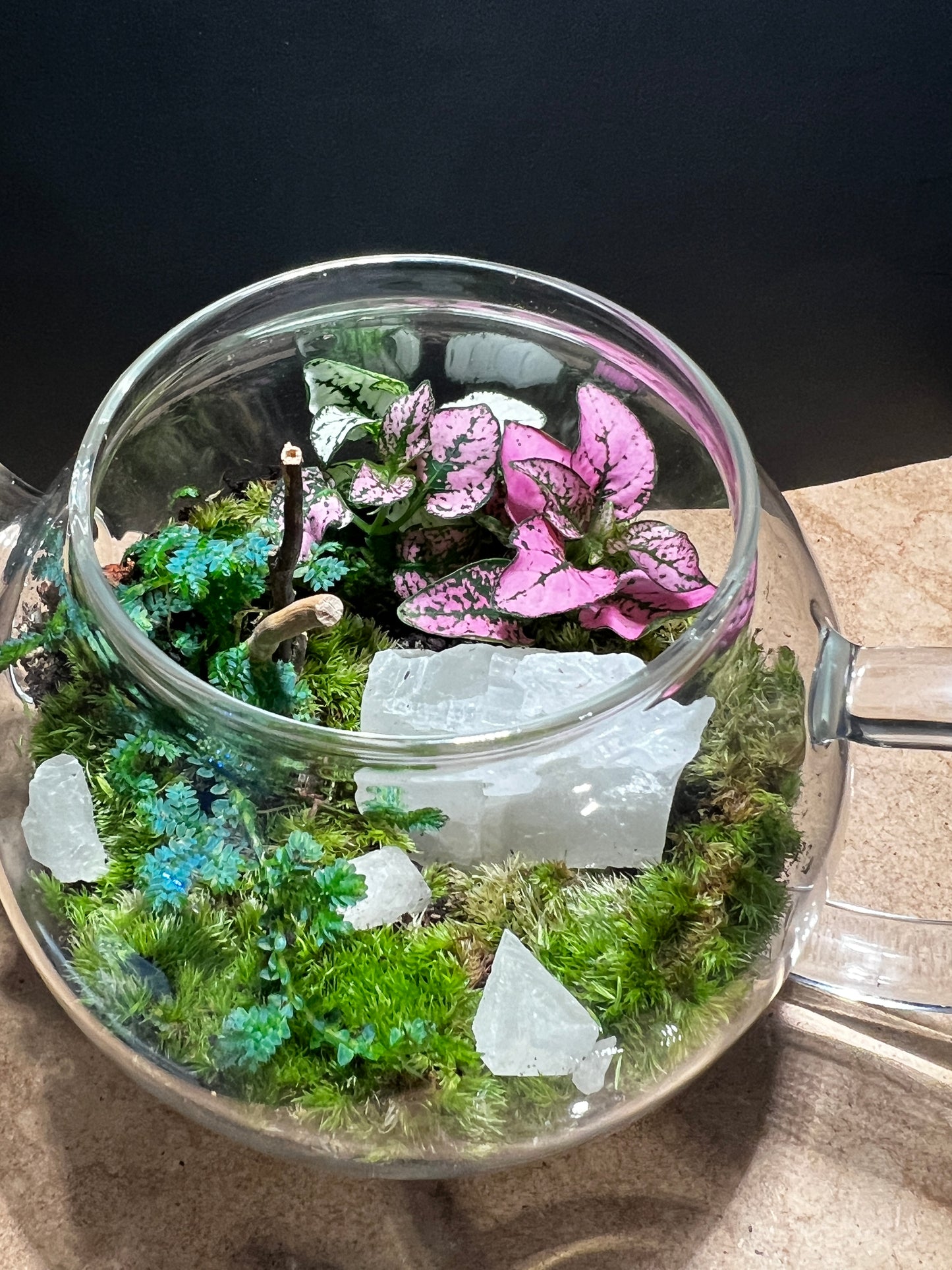 Terrarium 824