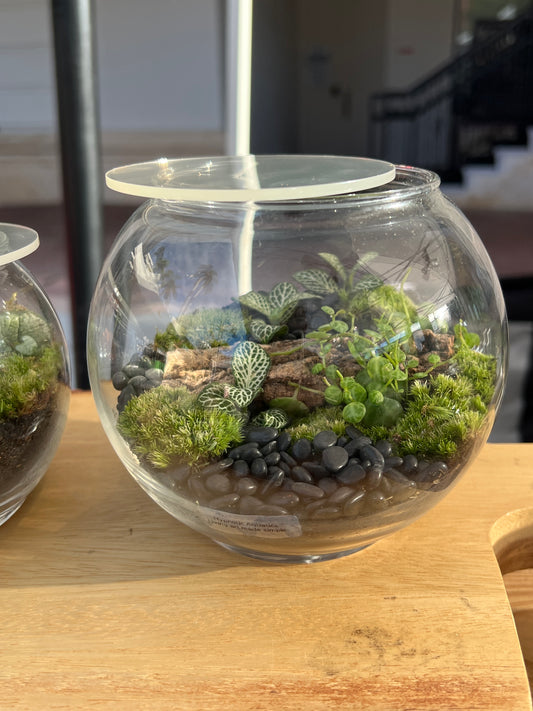 Terrarium 821