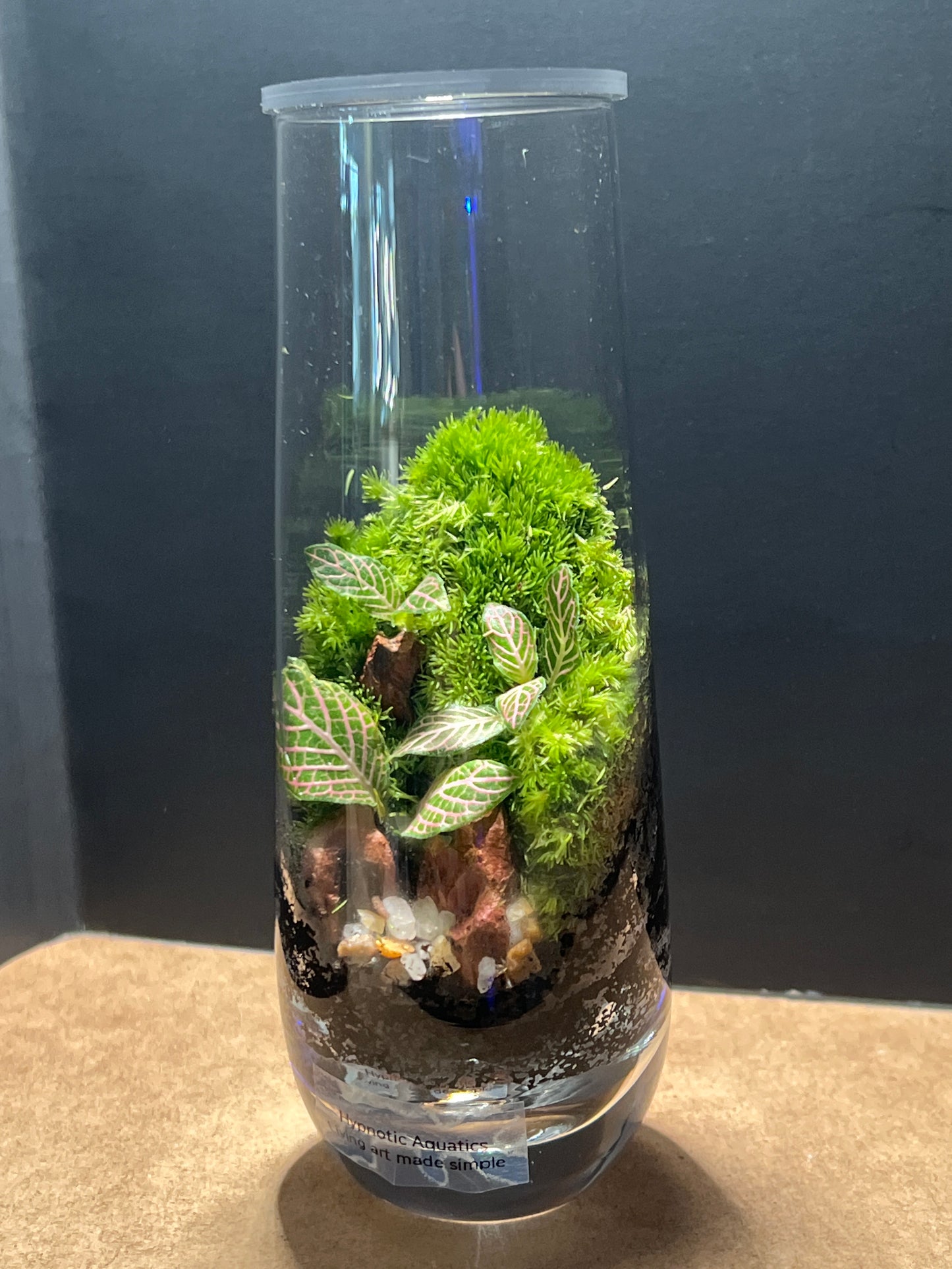 Terrarium 541