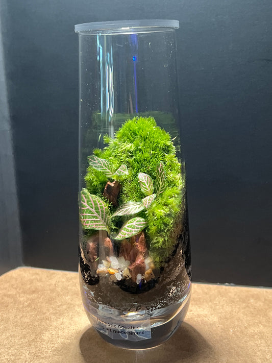 Terrarium 541