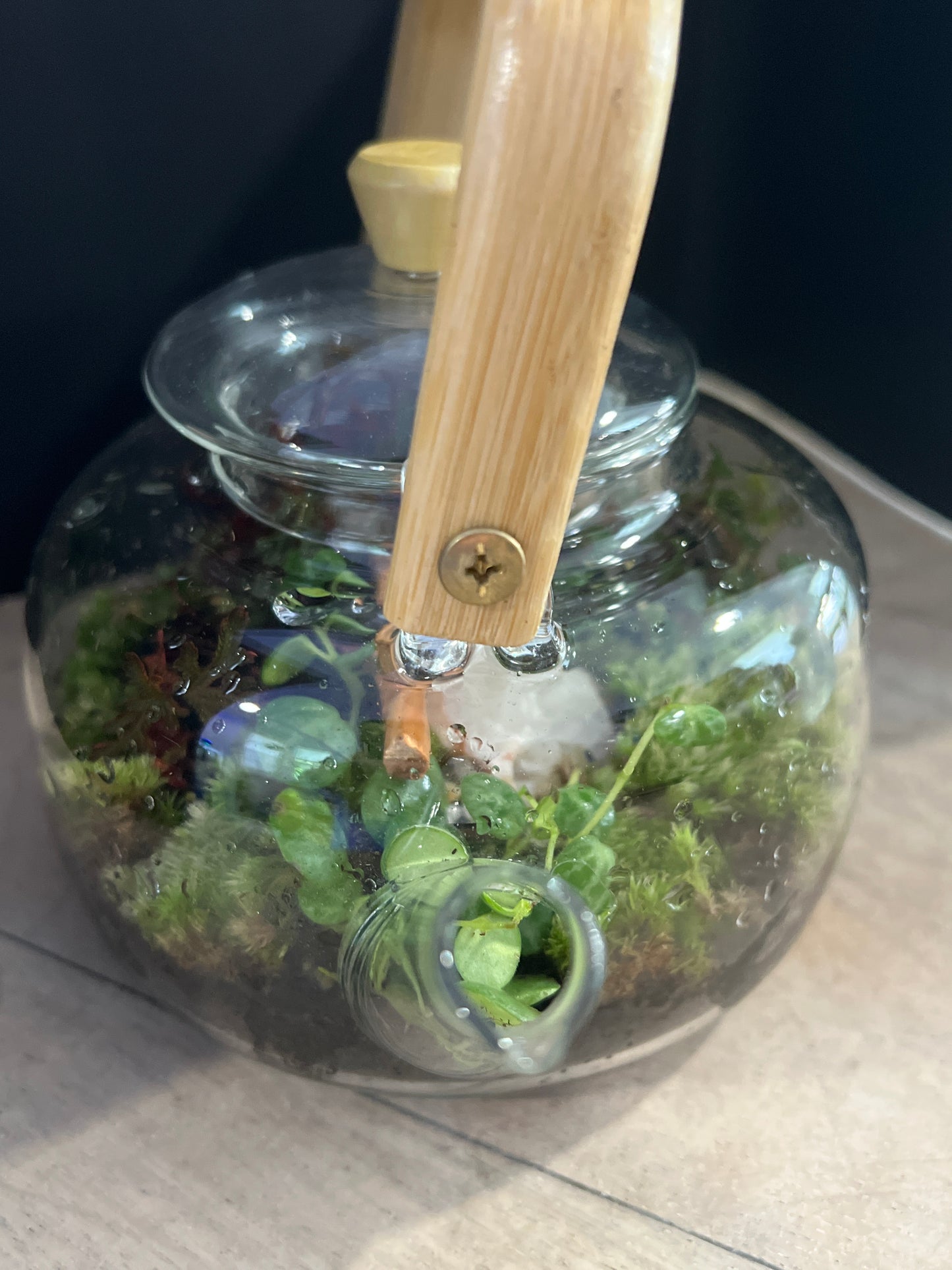 Terrarium 891