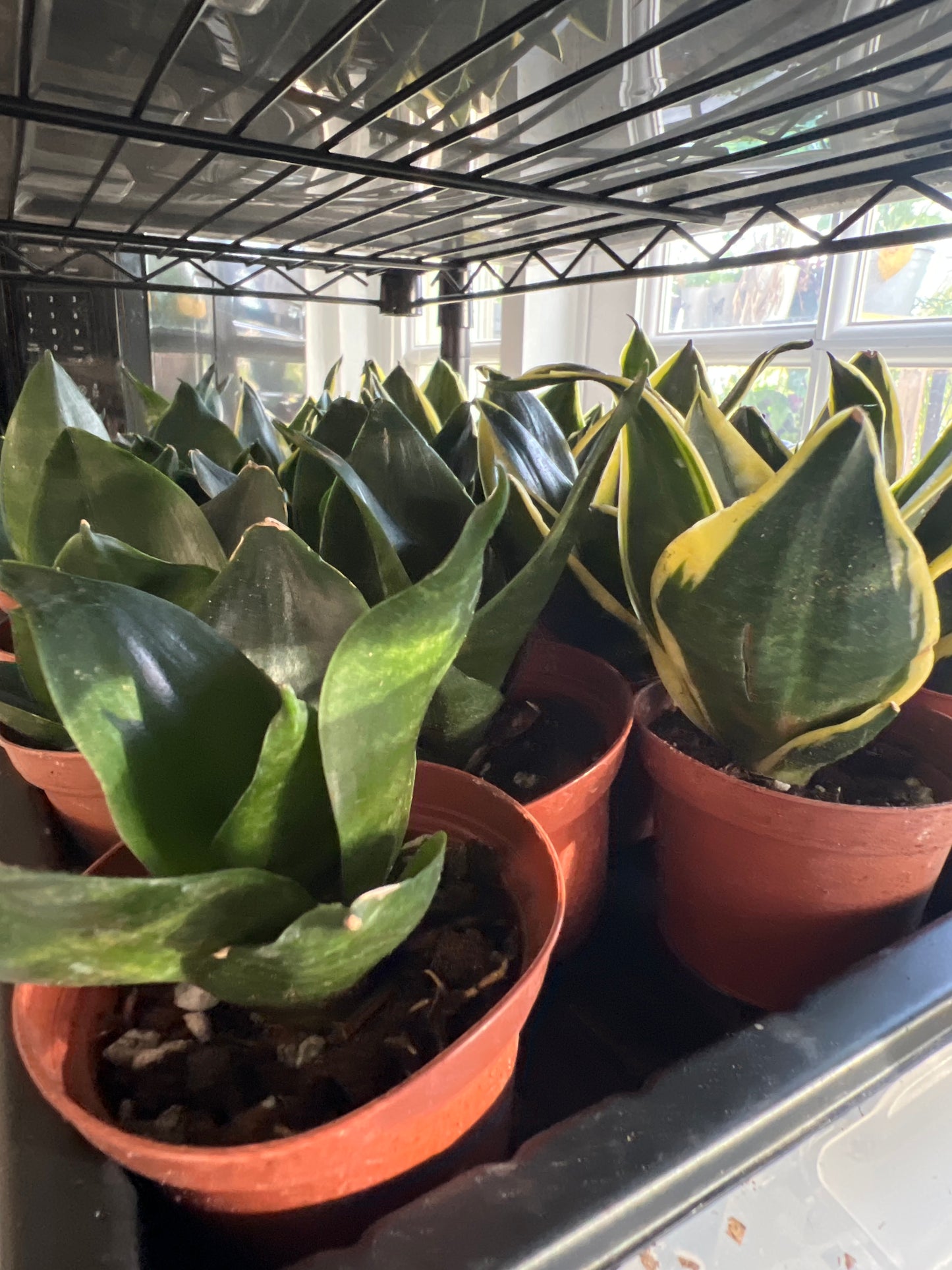 Live Plants: Sansevieria Assortment