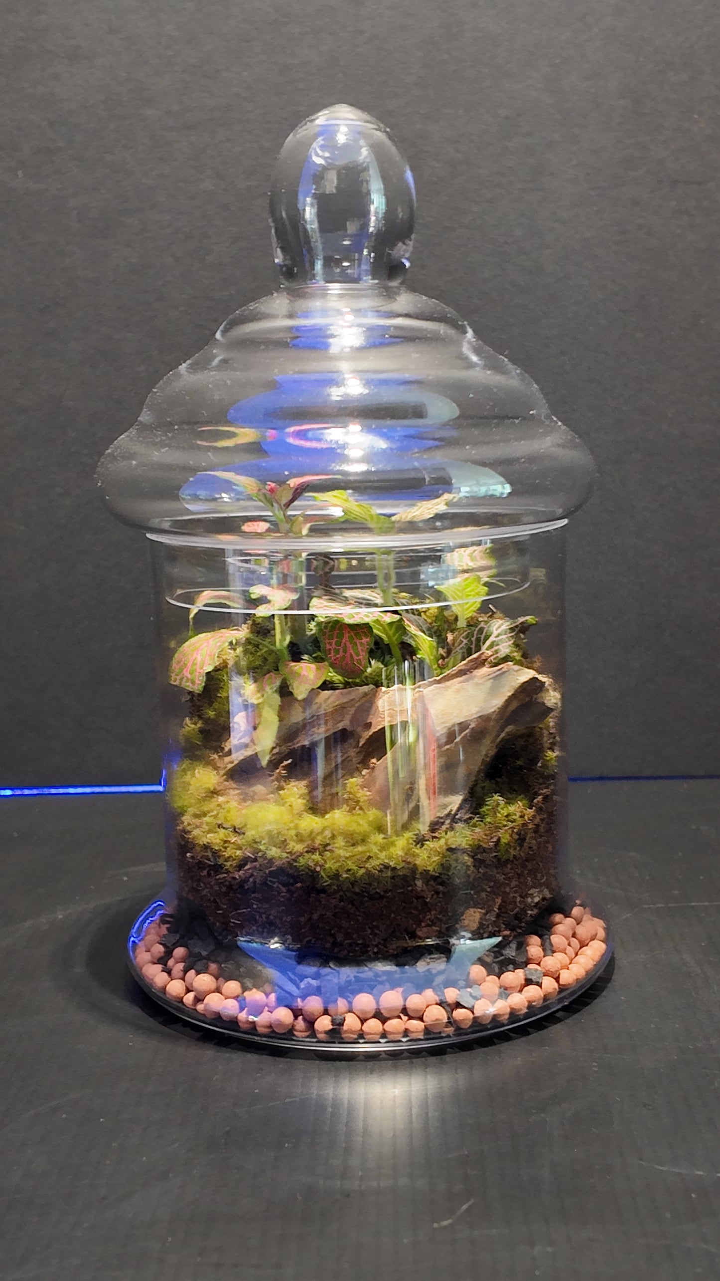 Terrarium #43