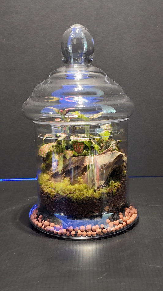 Terrarium #43
