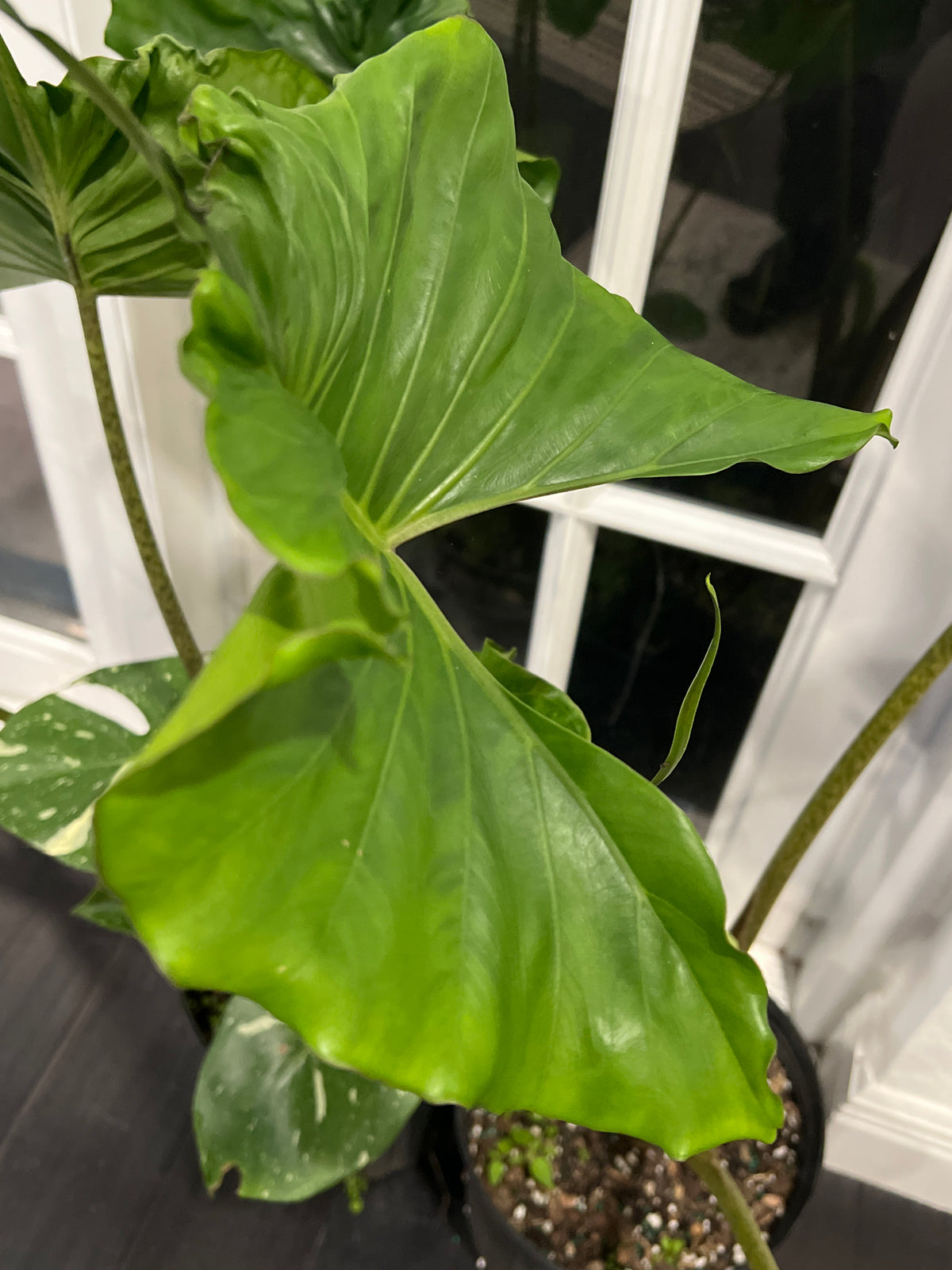 Live Plants: Alocasia Sting Ray 10”