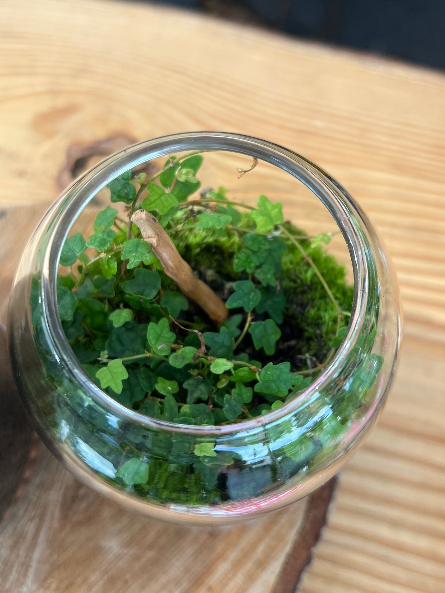Terrarium 918