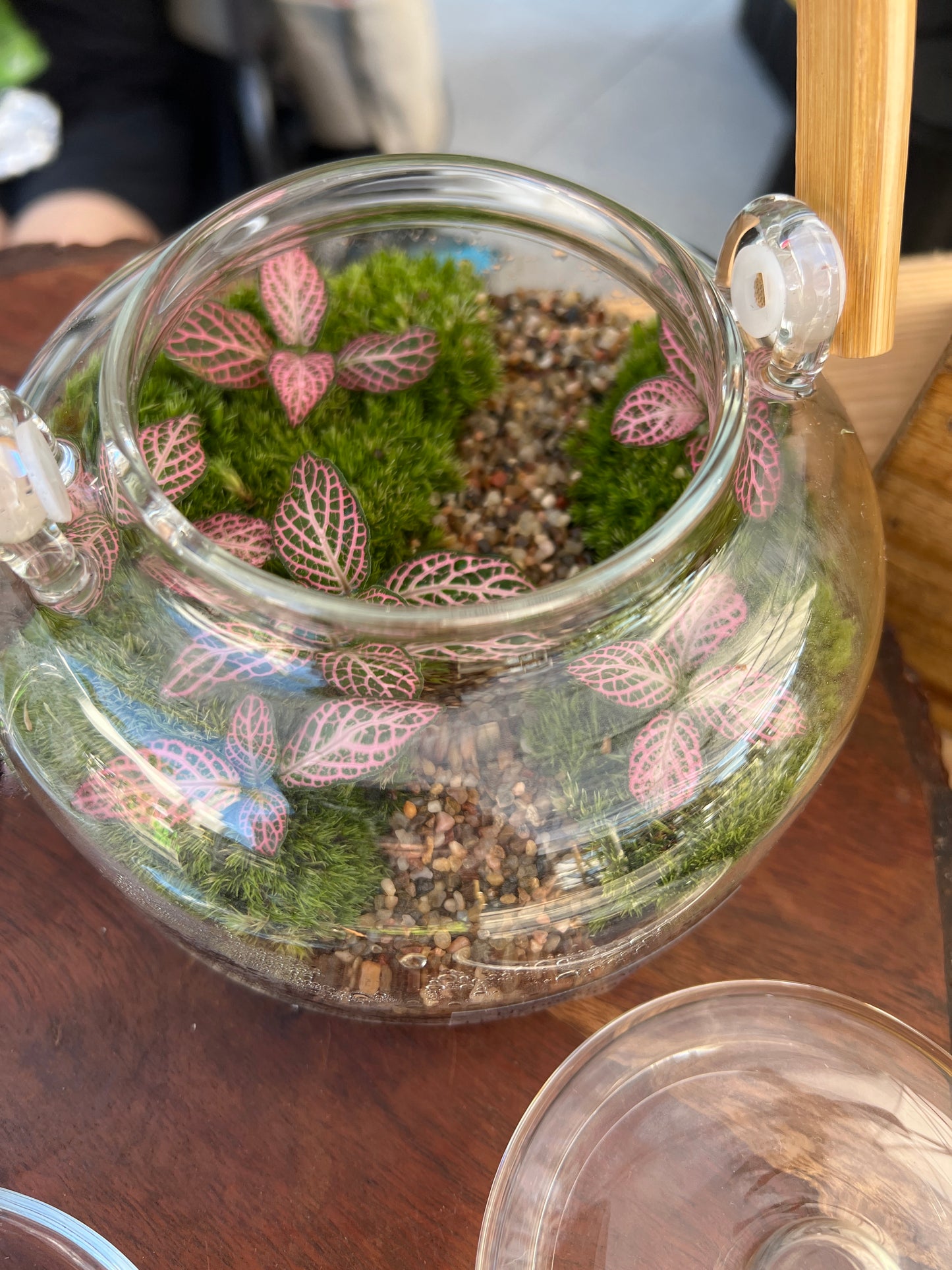 Terrarium 857