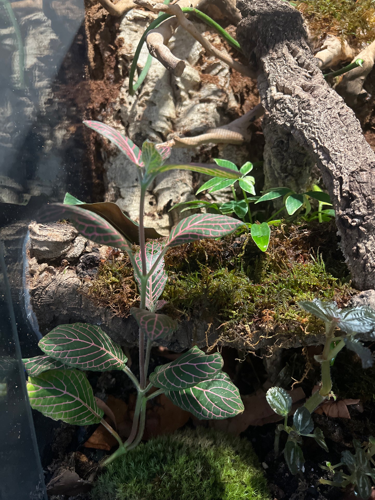 Terrarium 360 Habitat