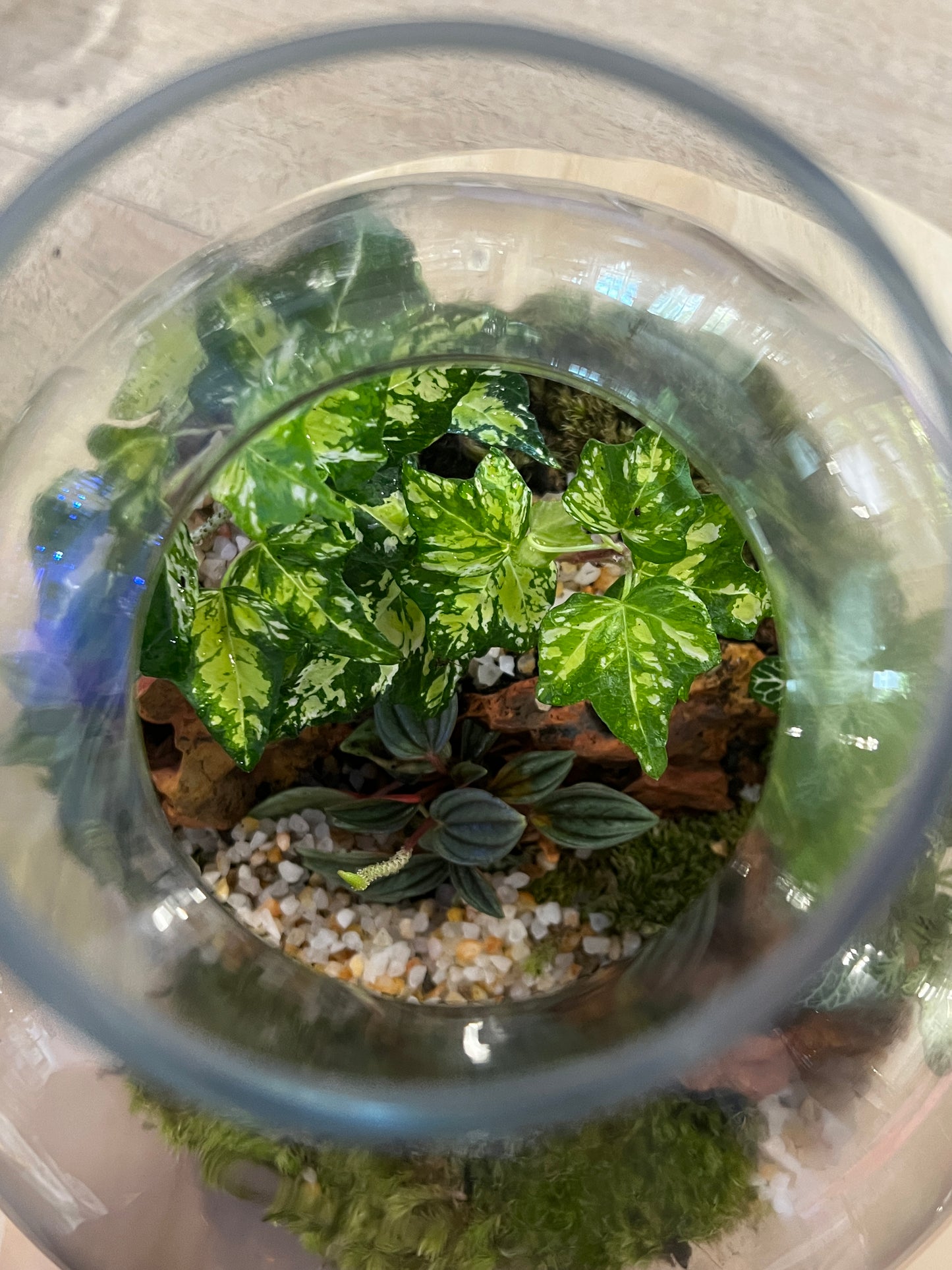 Terrarium 828