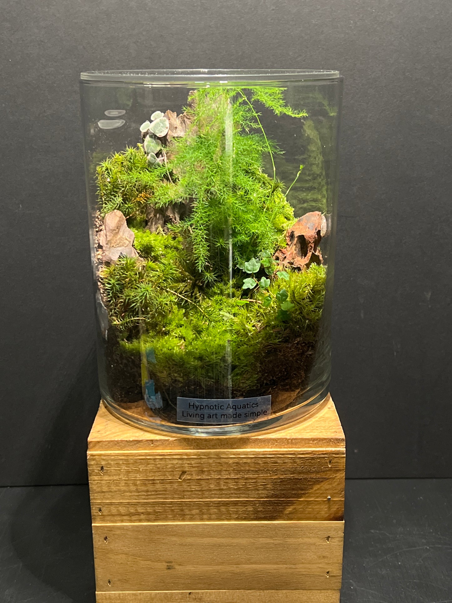 Terrarium #128