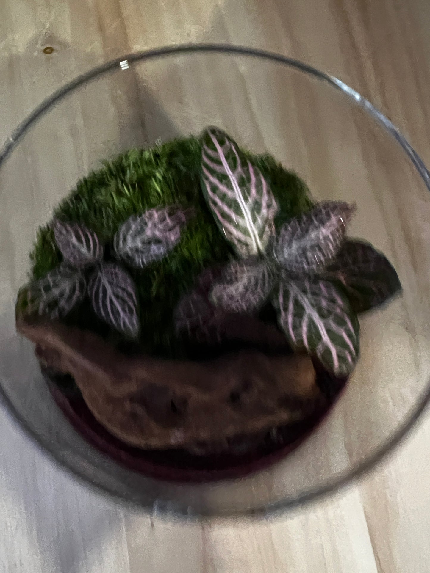 Terrarium 879