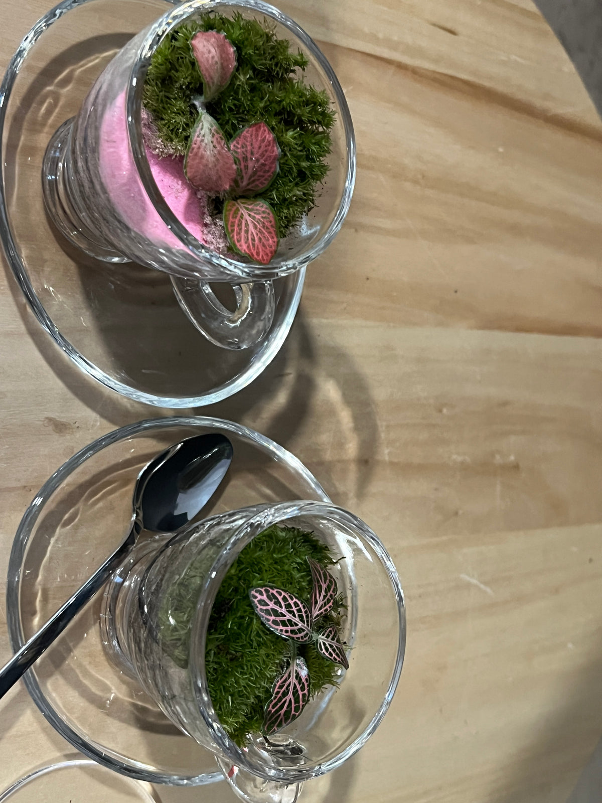 Terrarium 987 (seti)