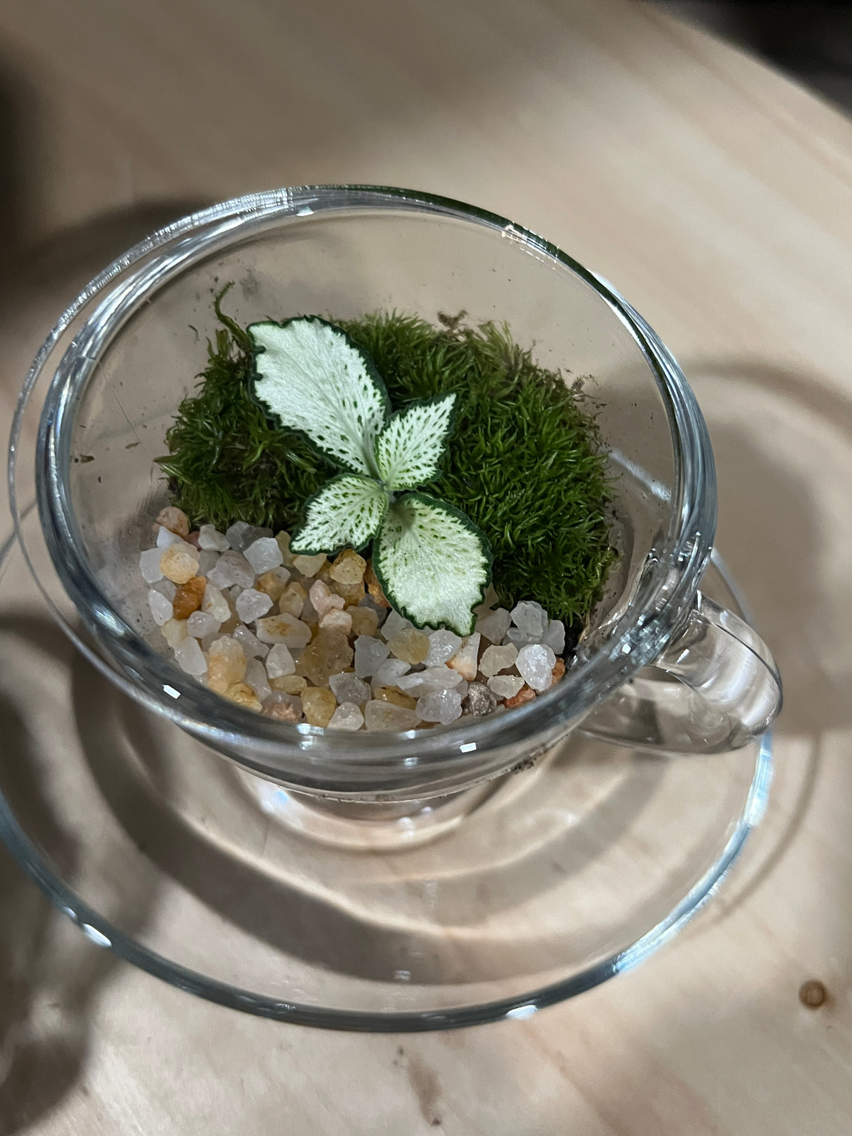 Terrarium (seti) 968