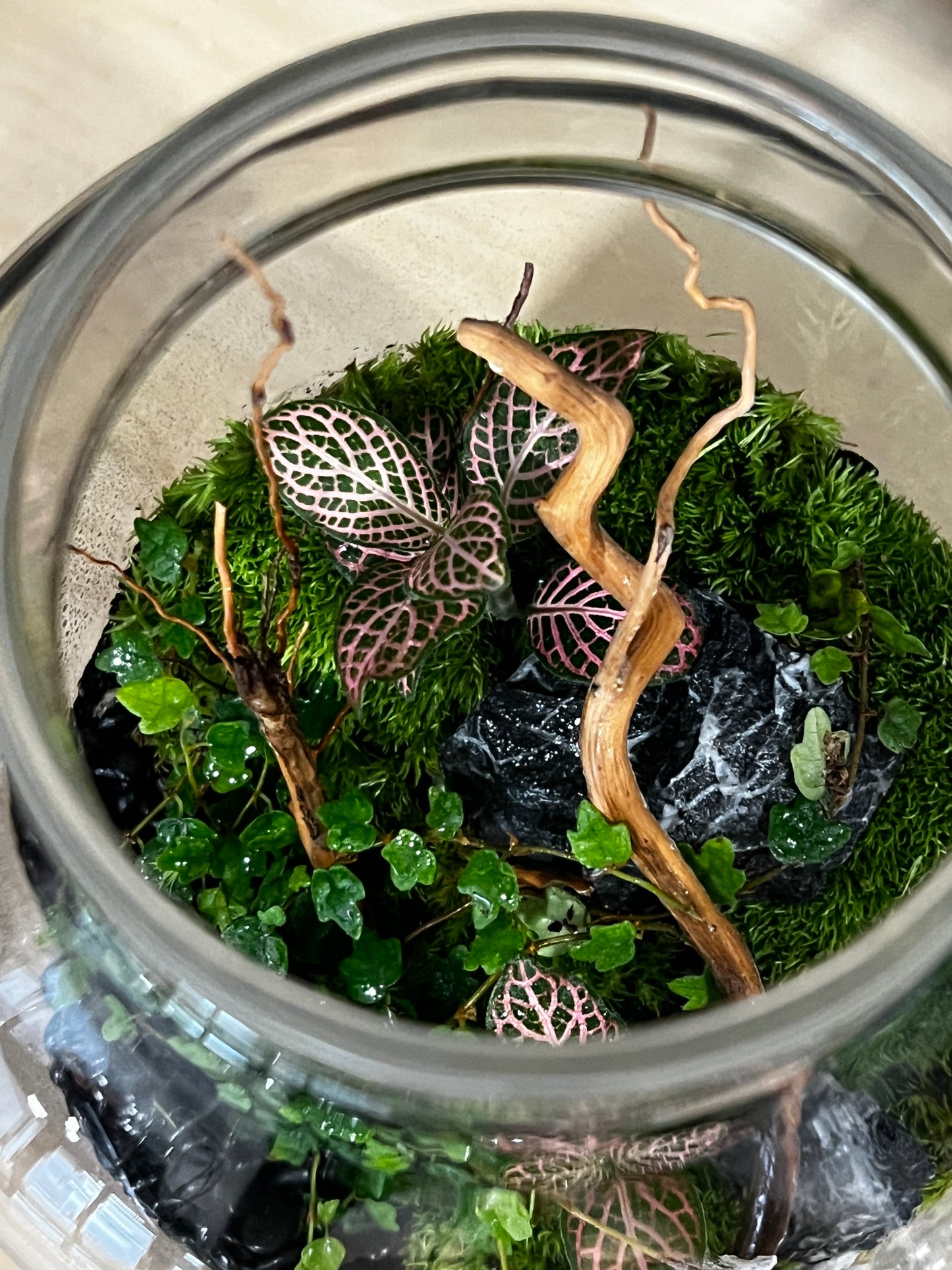 Terrarium 907