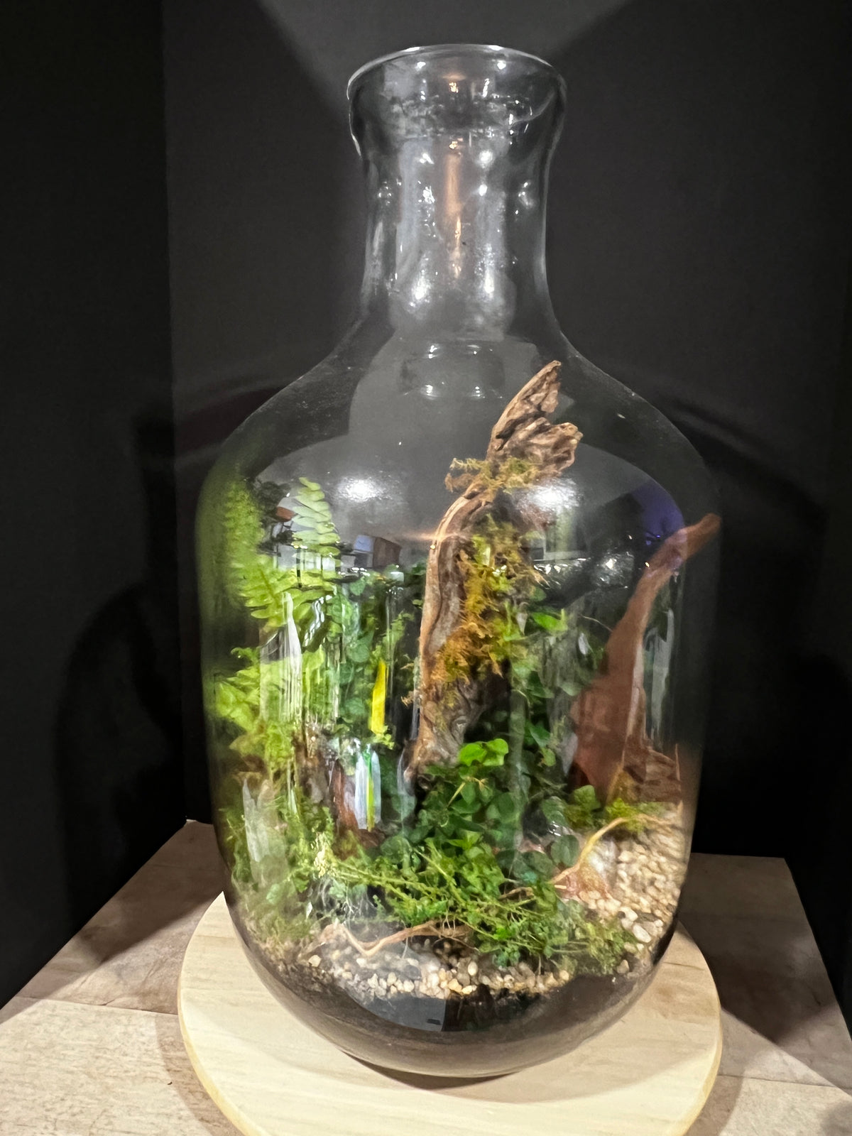 Terrarium 997