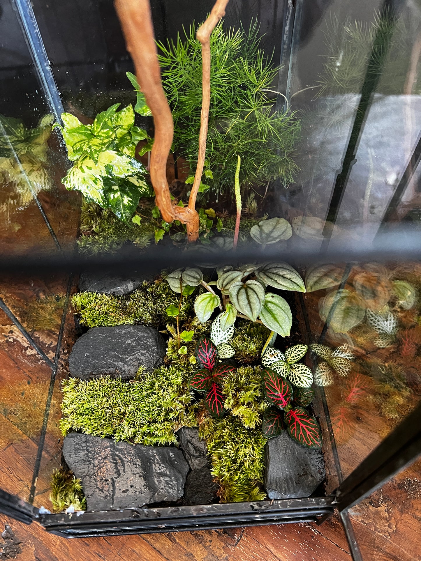 Terrarium 867