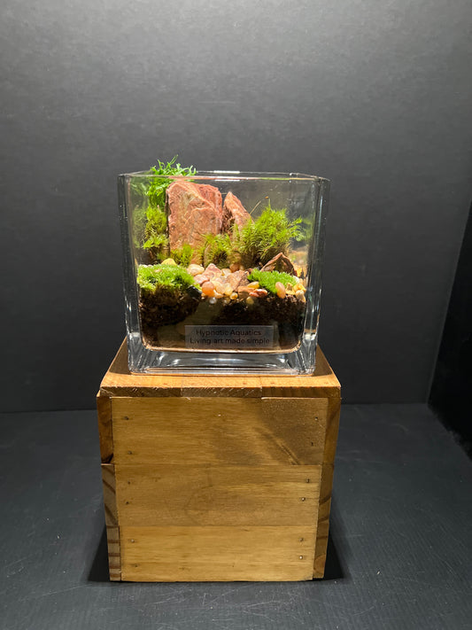 Terrarium #57
