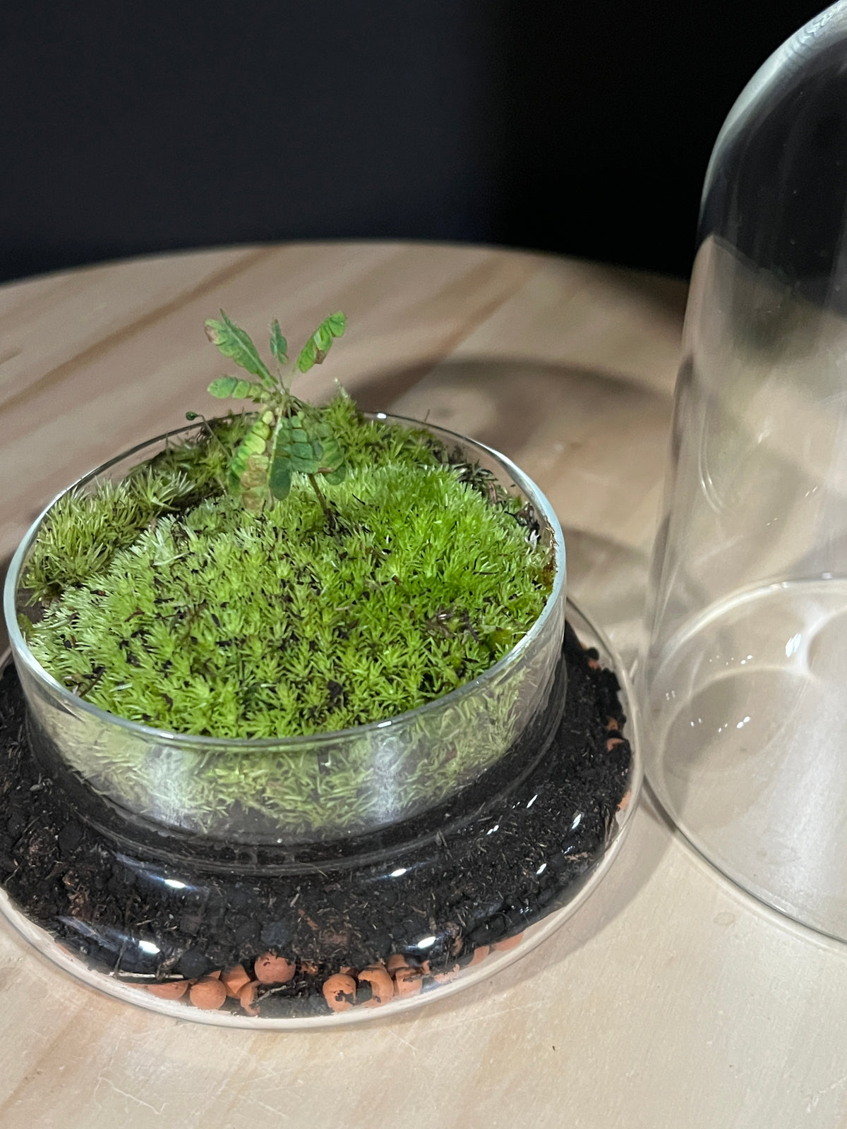 Terrarium 971