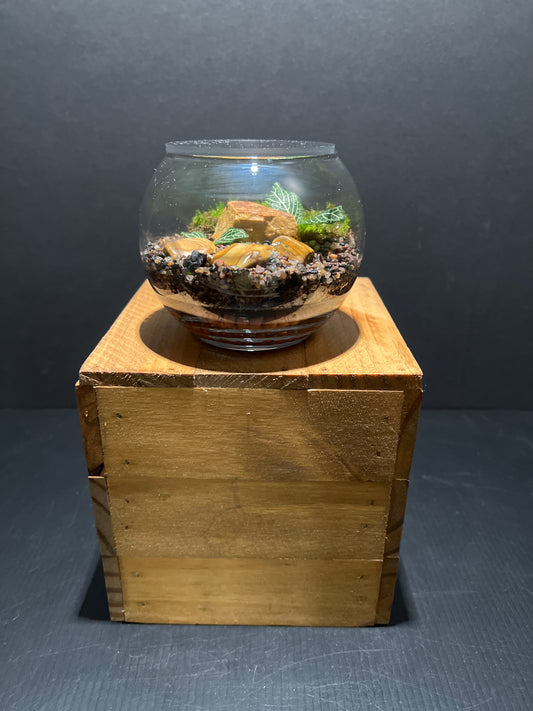 Terrarium #71