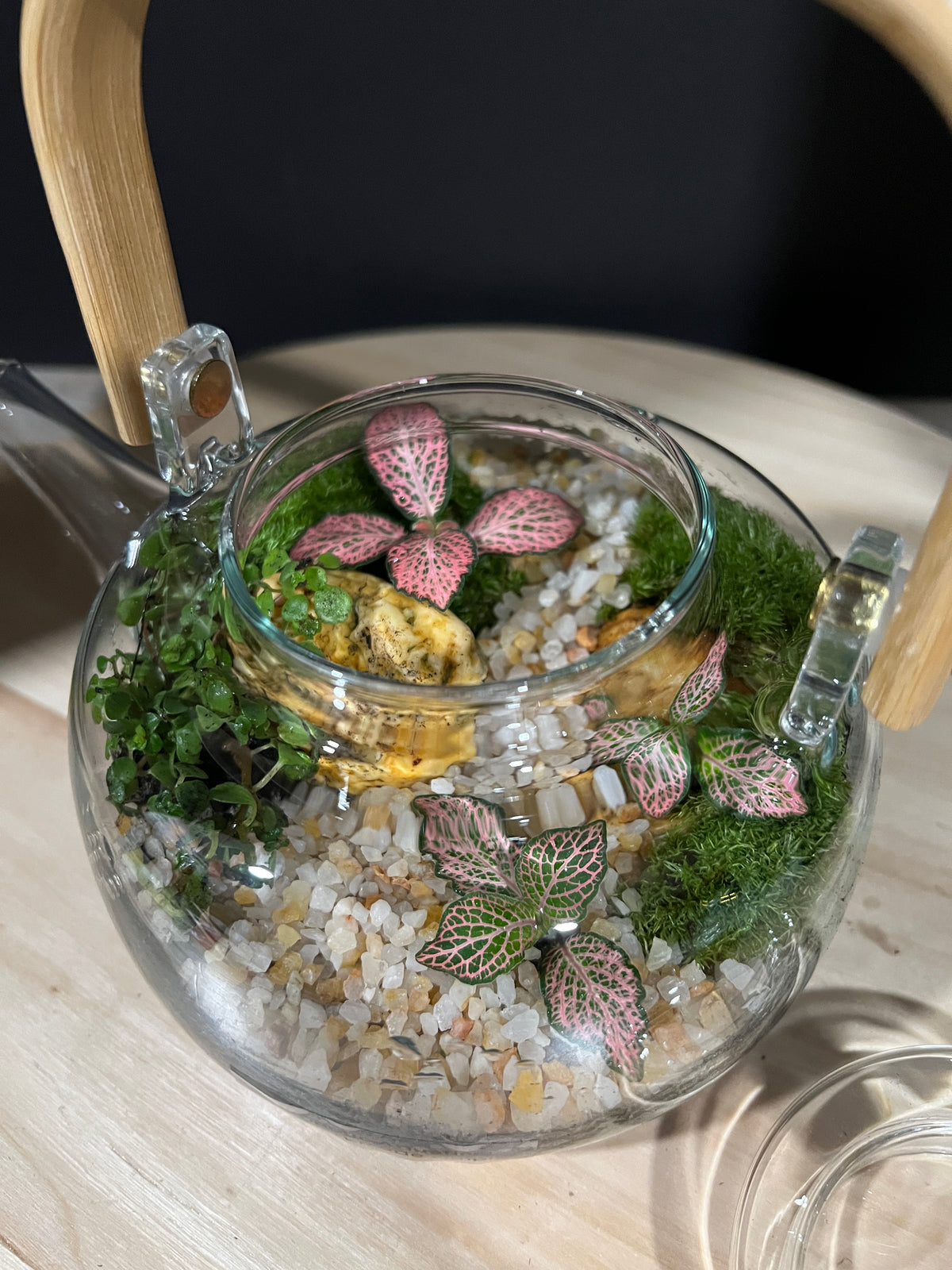Terrarium 966