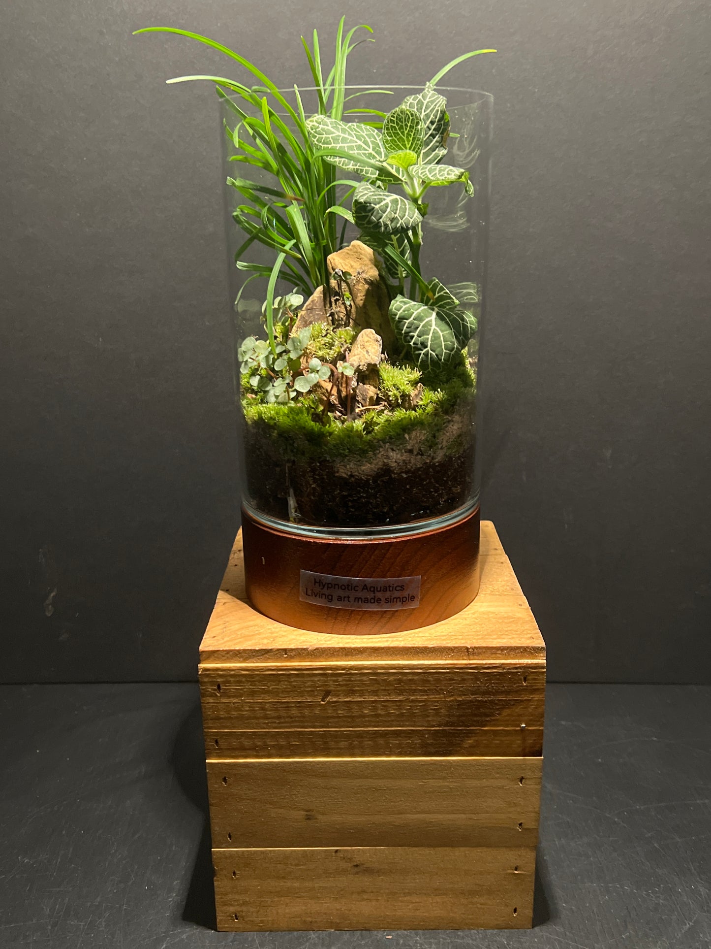 Terrarium #94
