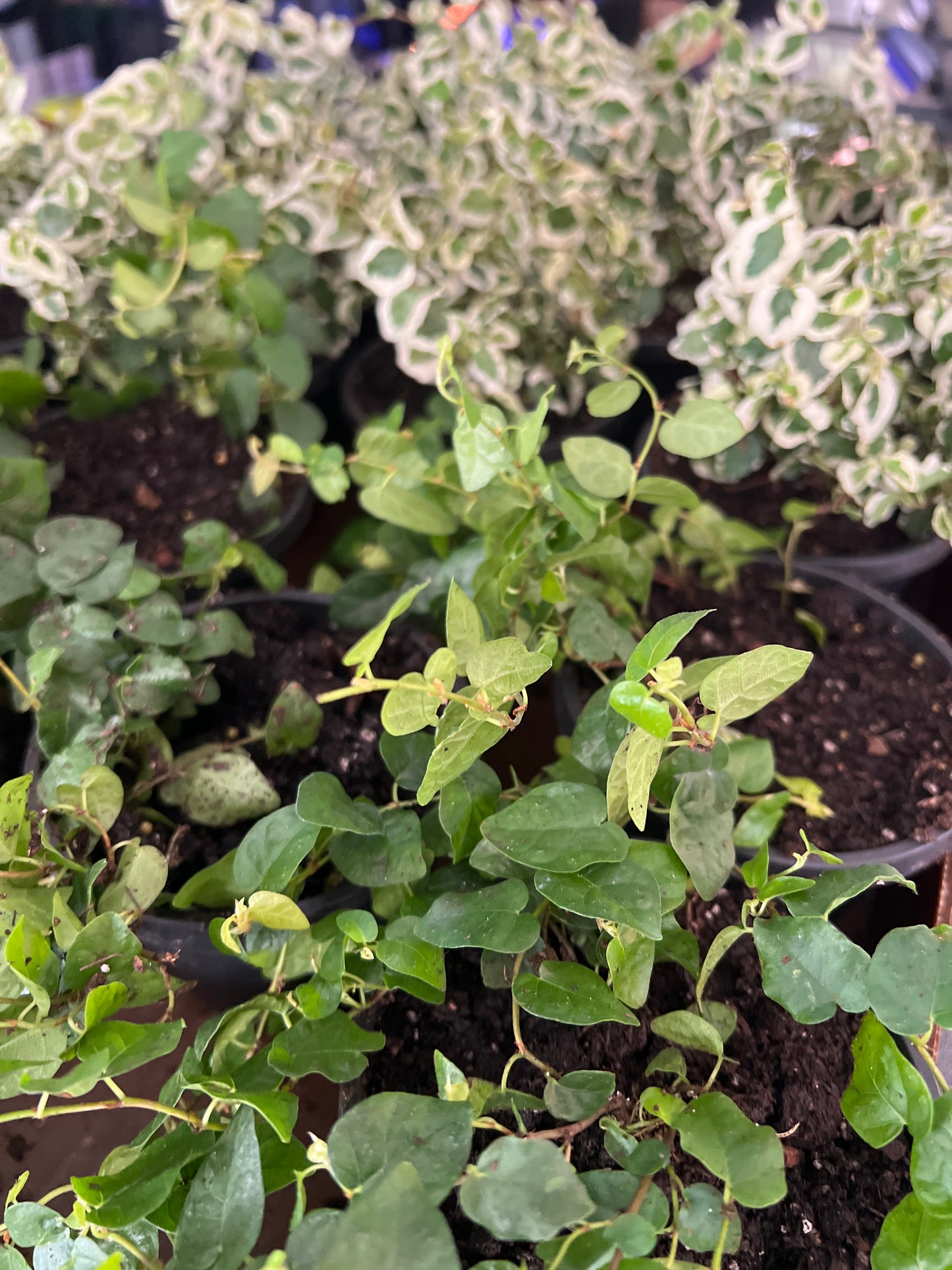 Live Plants: Repens & Variegated variety- Creeping Fig