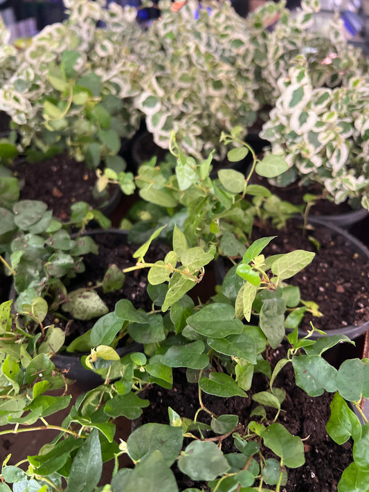 Live Plants: Repens & Variegated variety- Creeping Fig