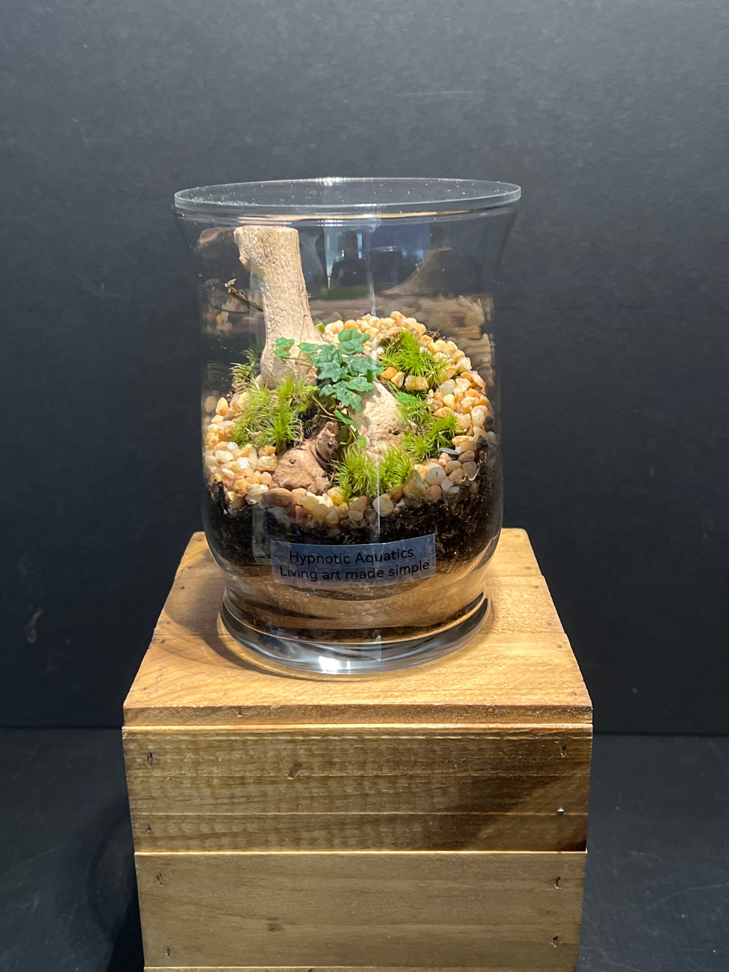 Terrarium #151
