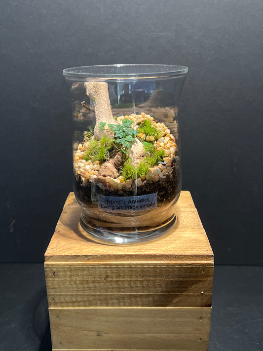 Terrarium #151