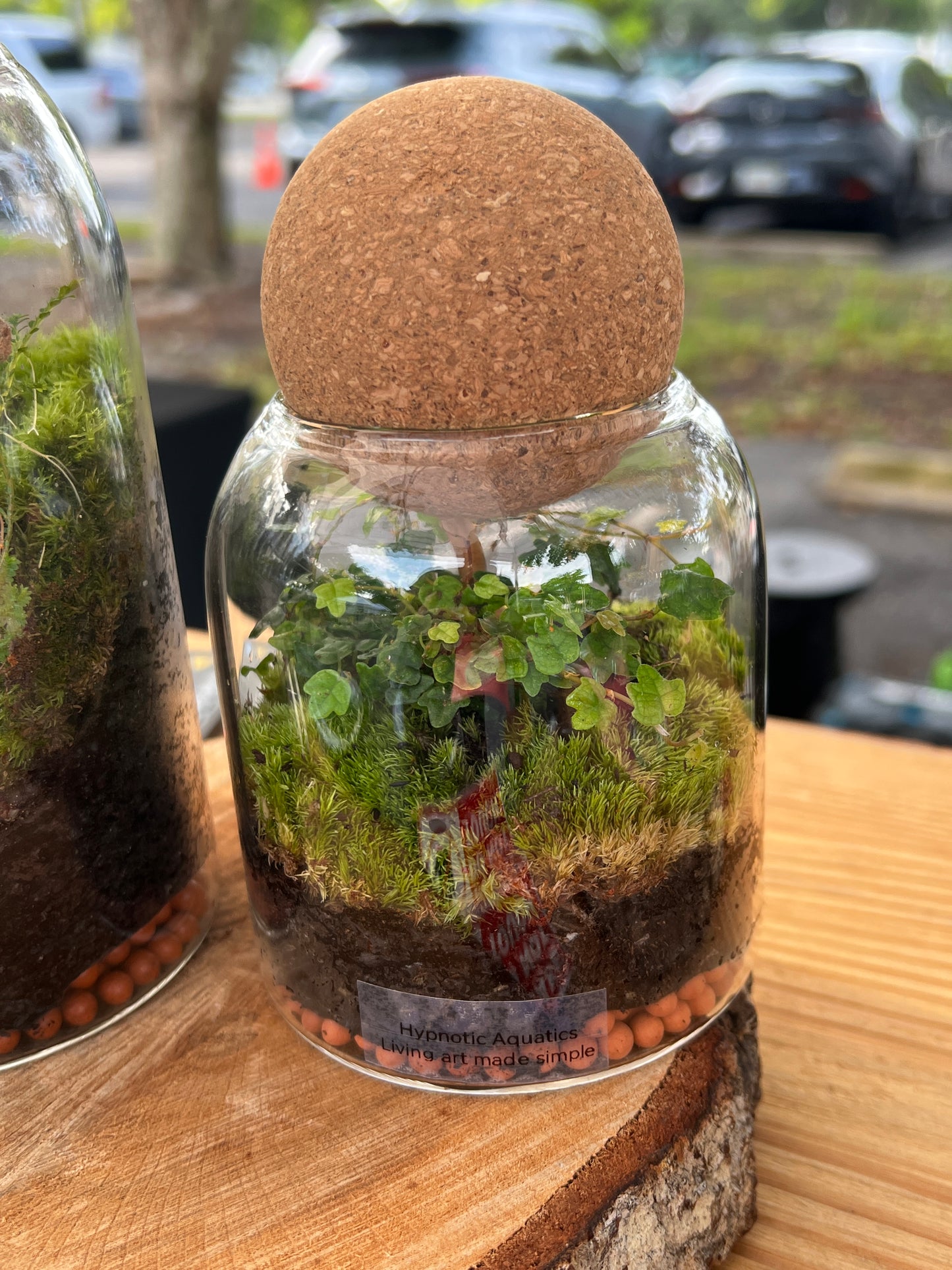 Terrarium 918