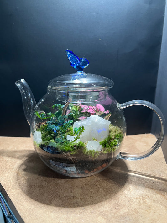 Terrarium 824
