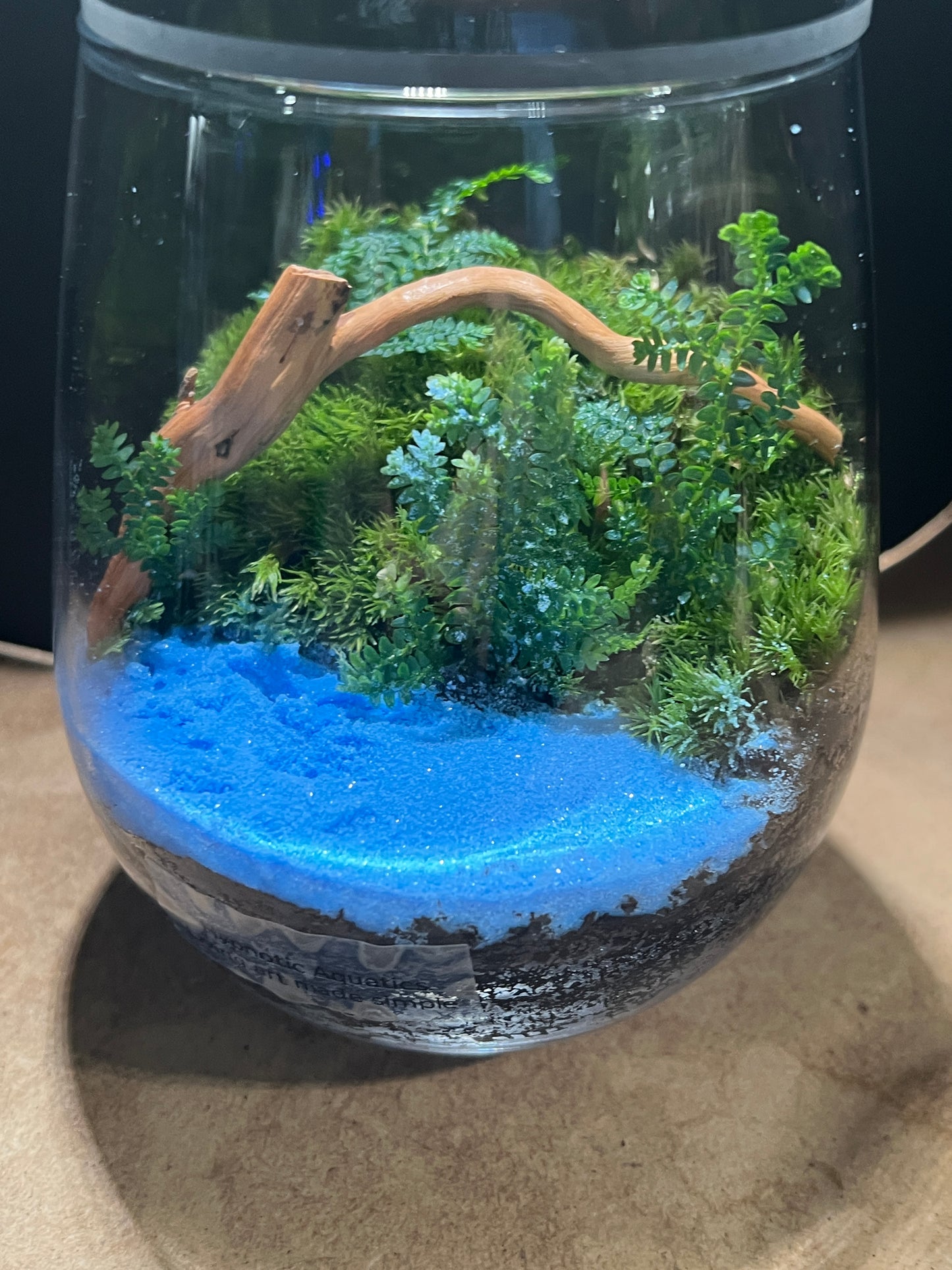 Terrarium 854
