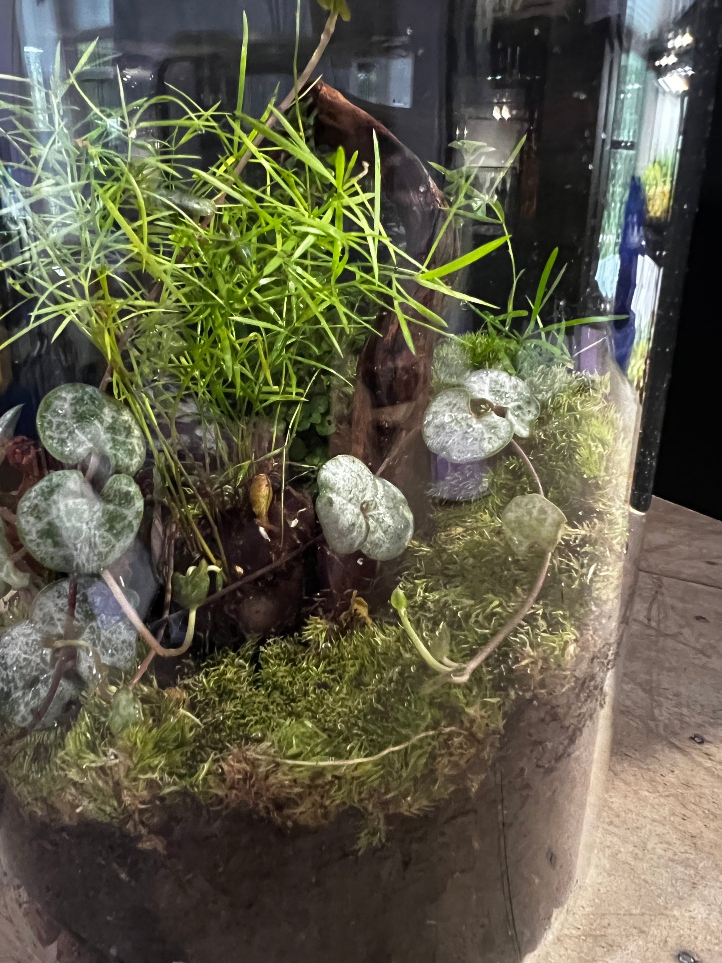 Terrarium 893