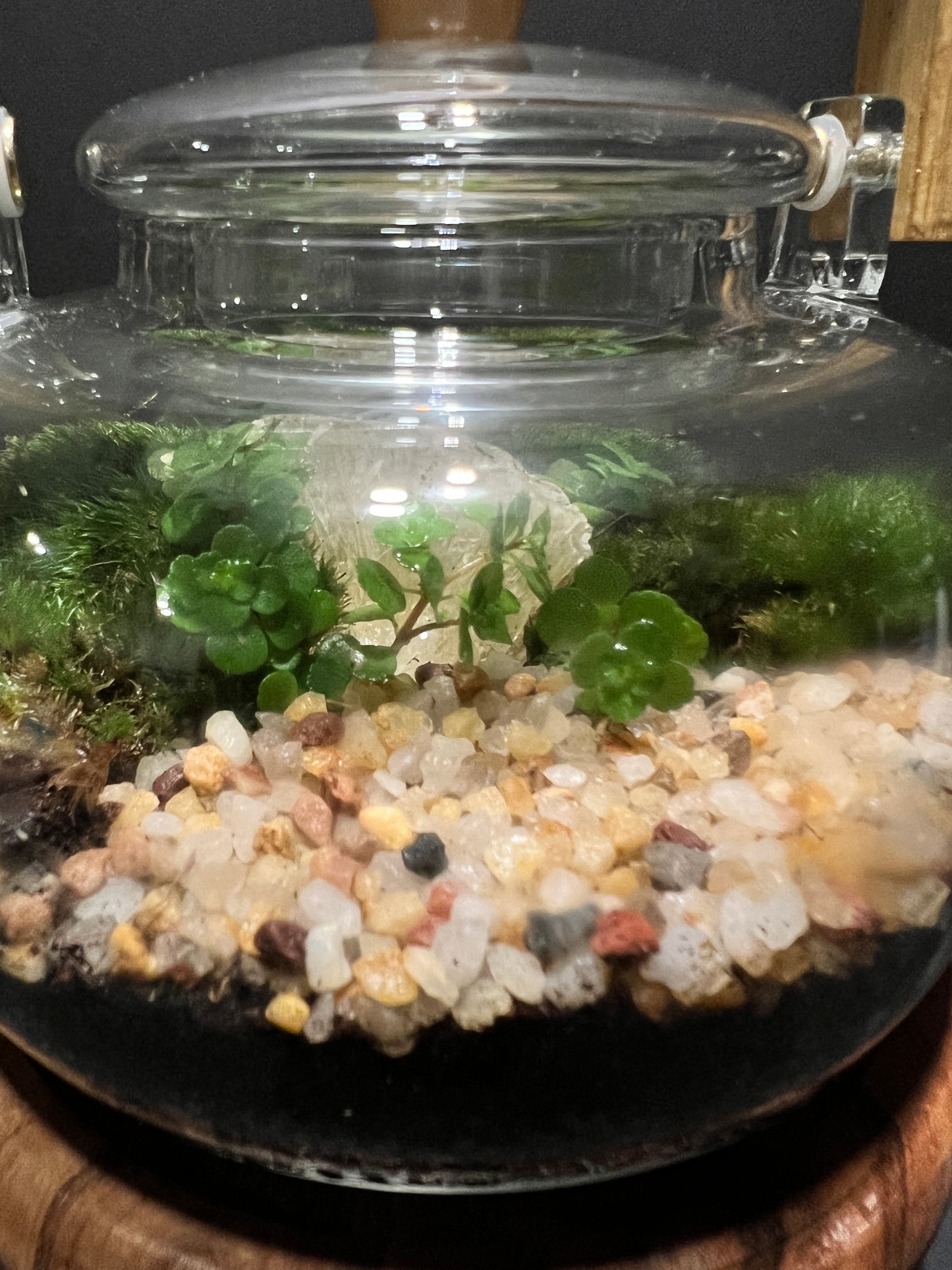 Terrarium 365
