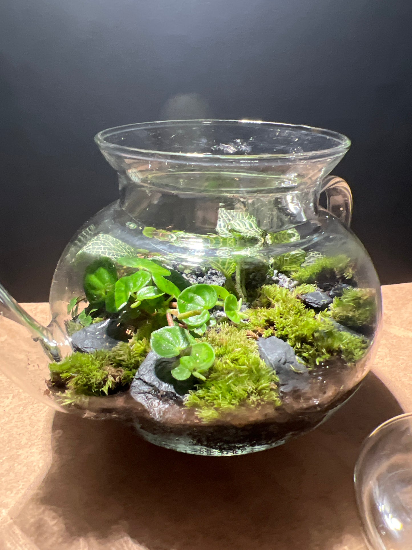 Terrarium 505