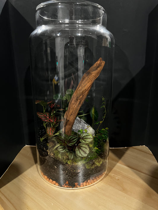 Terrarium 815