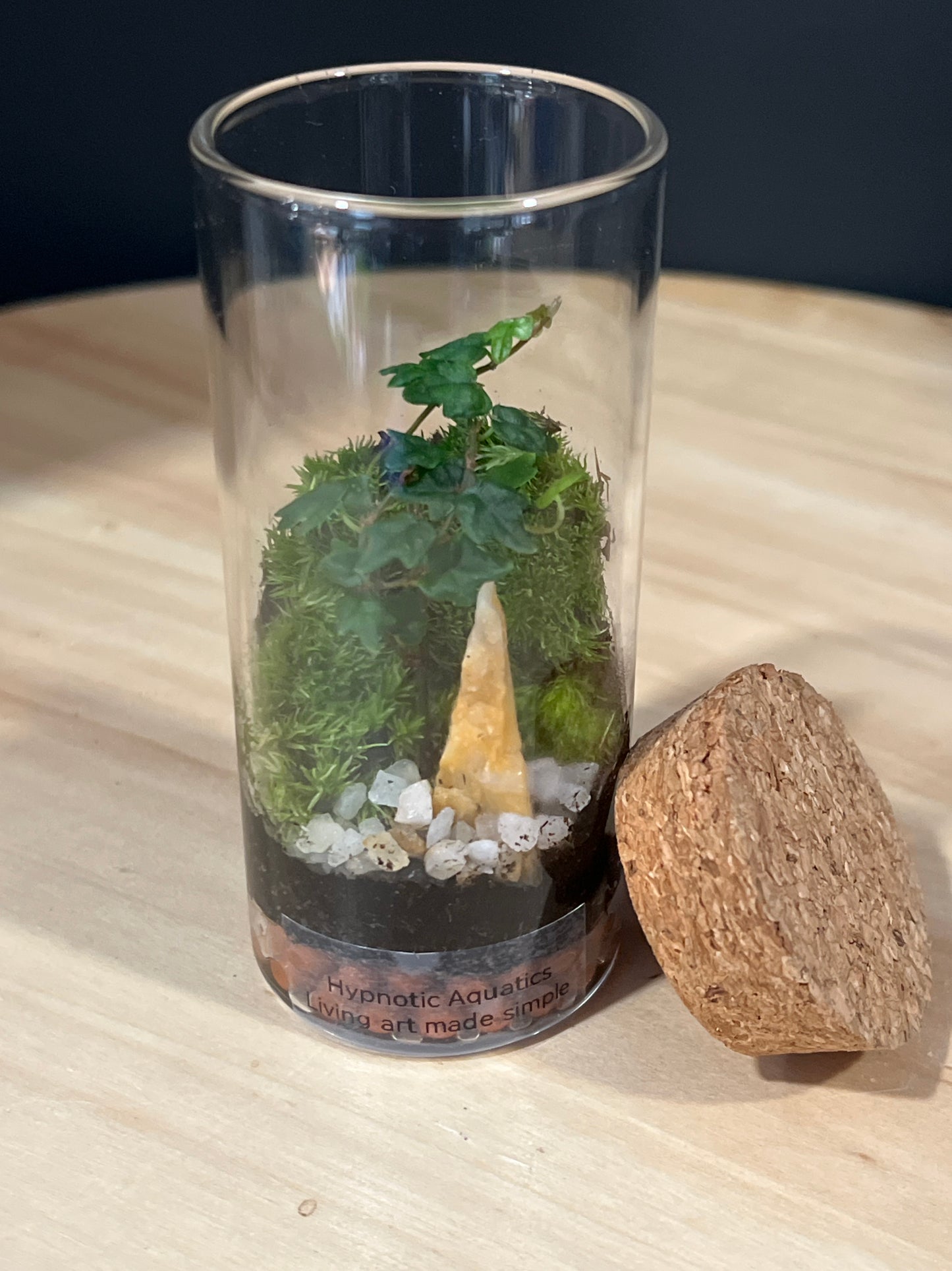 Terrarium 725