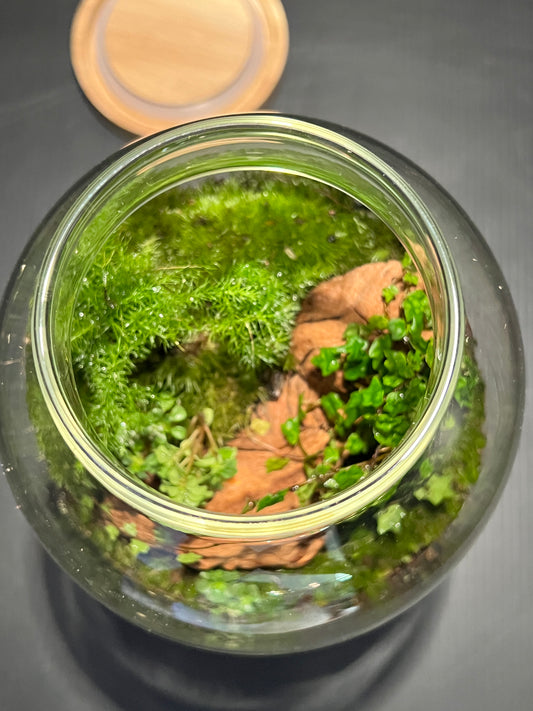 Terrarium 352