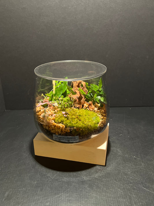 Terrarium 265