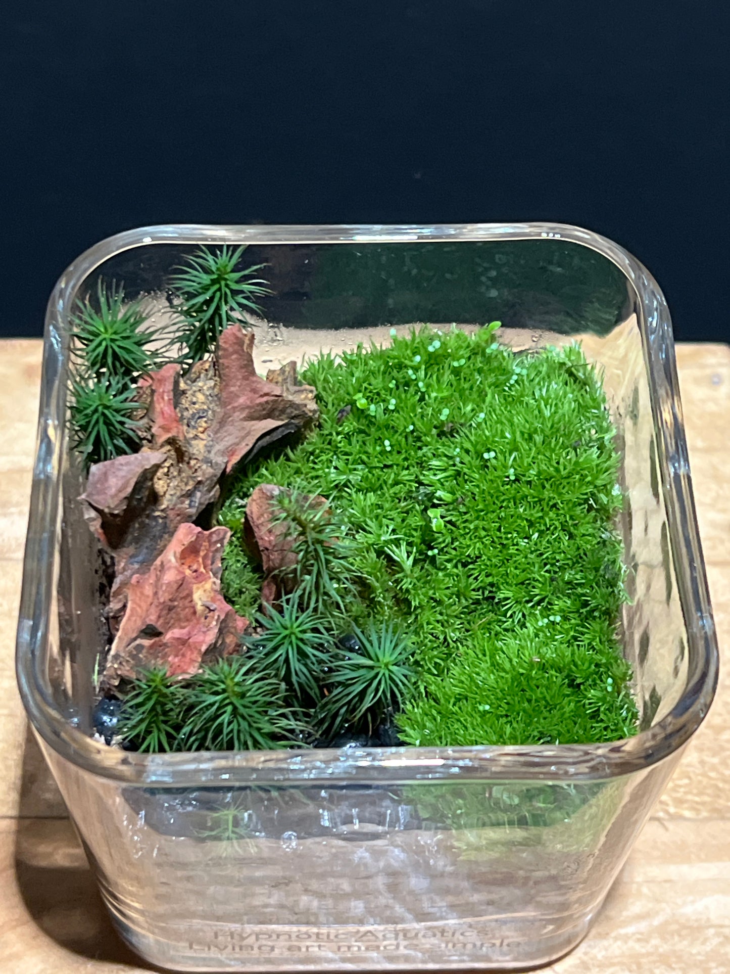 Terrarium #159