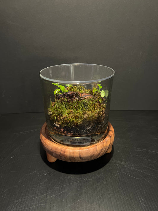 Terrarium 323