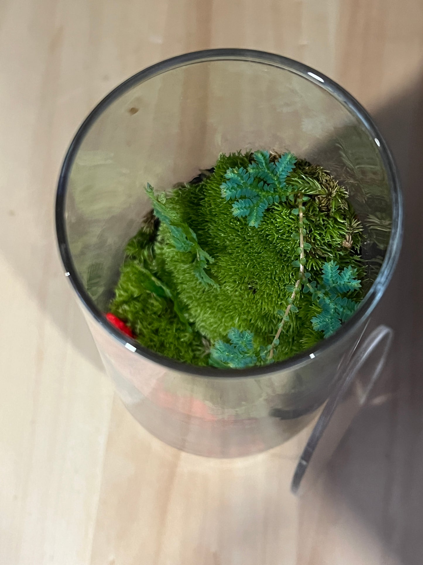 Terrarium 916