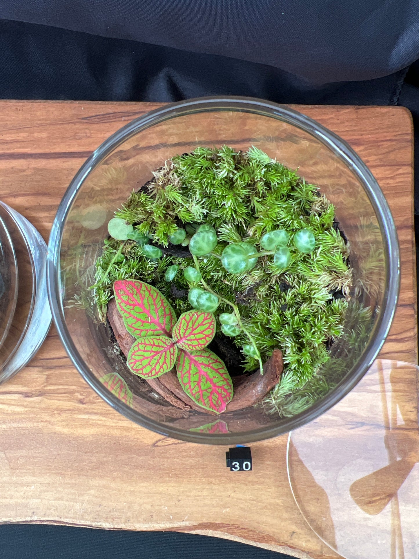 Terrarium 885