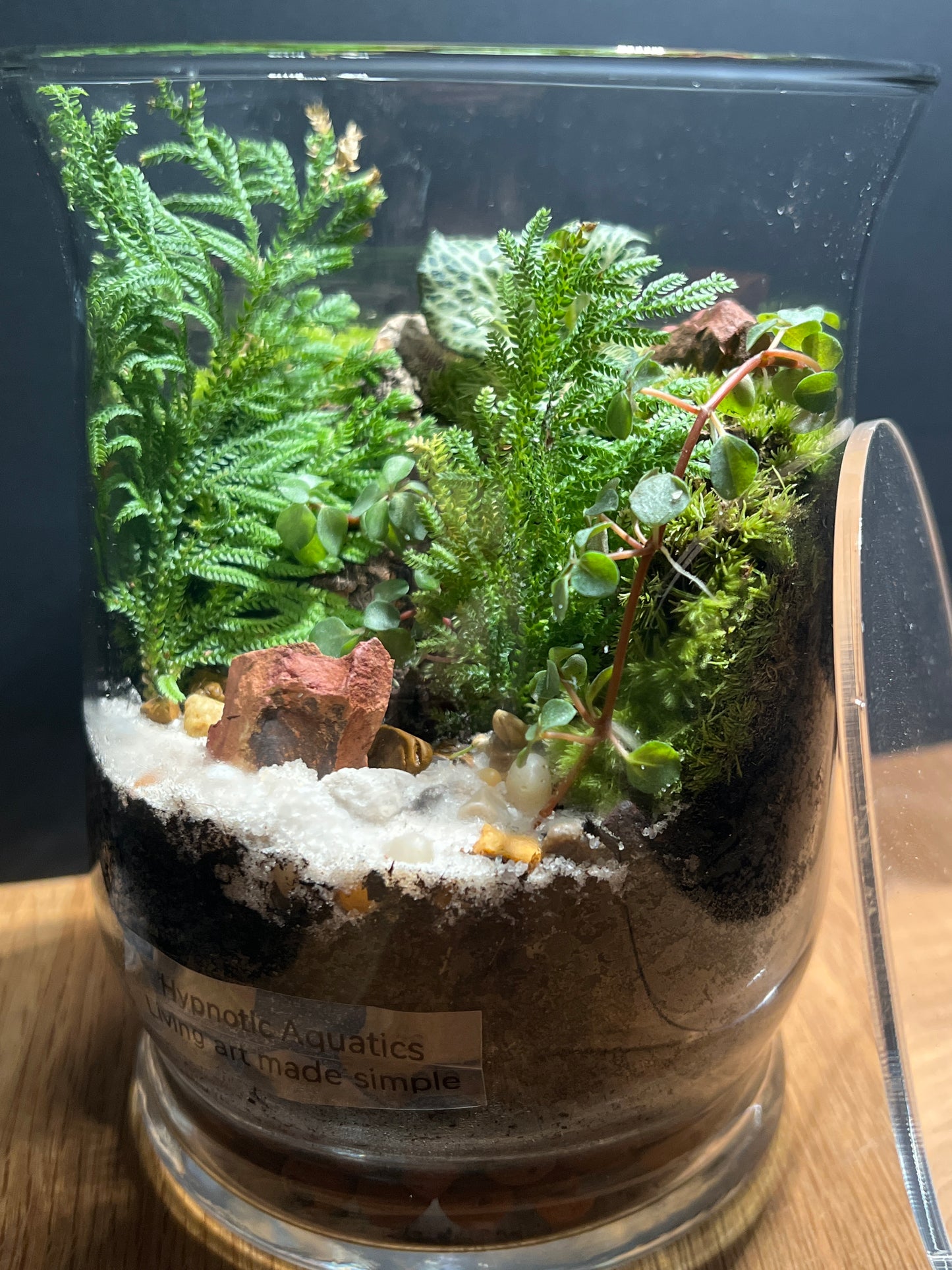 Terrarium 514